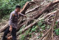 Caption : Lokasi korban yang tertimpa pohon di hutan lindung Cikolak