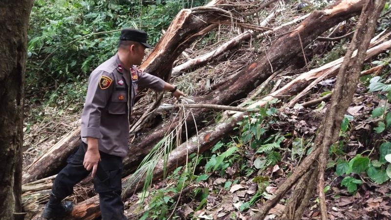 Caption : Lokasi korban yang tertimpa pohon di hutan lindung Cikolak