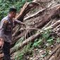 Caption : Lokasi korban yang tertimpa pohon di hutan lindung Cikolak