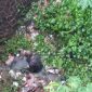 Warga Tasikmalaya lakukan percobaan bunuh diri lompat dari jembatan di Malangbong