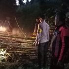 Jalur Provinsi Malangbong-Wado tertutupi pohon besar yang tumbang