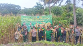 Koramil 1121/Bungbulan dan Poktan Desa Cijayana Papen Raya Jagung Hibrida