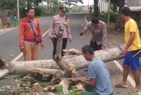 Polsek Cikelet evakuasi pohon tumbang