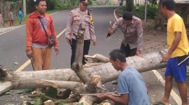 Polsek Cikelet evakuasi pohon tumbang