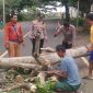 Polsek Cikelet evakuasi pohon tumbang