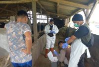 5 ekor sapi diduga kena virus PMK di Kecamatan Cilawu