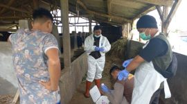 5 ekor sapi diduga kena virus PMK di Kecamatan Cilawu
