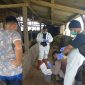 5 ekor sapi diduga kena virus PMK di Kecamatan Cilawu