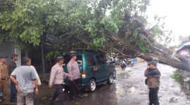 Polsek Cibatu bantu evakuasi pohon tumbang menimpa roda empat