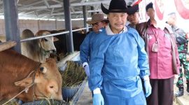 Foto : Pj Bupati Garut H Barnas Adjidin cek hewan ternak sapi milik H Utang