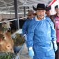 Foto : Pj Bupati Garut H Barnas Adjidin cek hewan ternak sapi milik H Utang