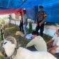 Foto : Himbauan polres garut kepada penjual ternak hewan kurban