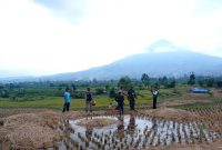 Lokasi meninggalnya Rapi yang tersambar petir, (Foto:Istimewa).