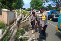 Sebuah pohon besar tumbang dan menutup ruas Jalan Raya Lintas Selatan (jalan nasional) di Kampung Mekarsari, RT 001 RW 006, Desa Cikelet, Kecamatan Cikelet, Kabupaten Garut, Selasa (20/5/2025) sekitar pukul 10.00 WIB.