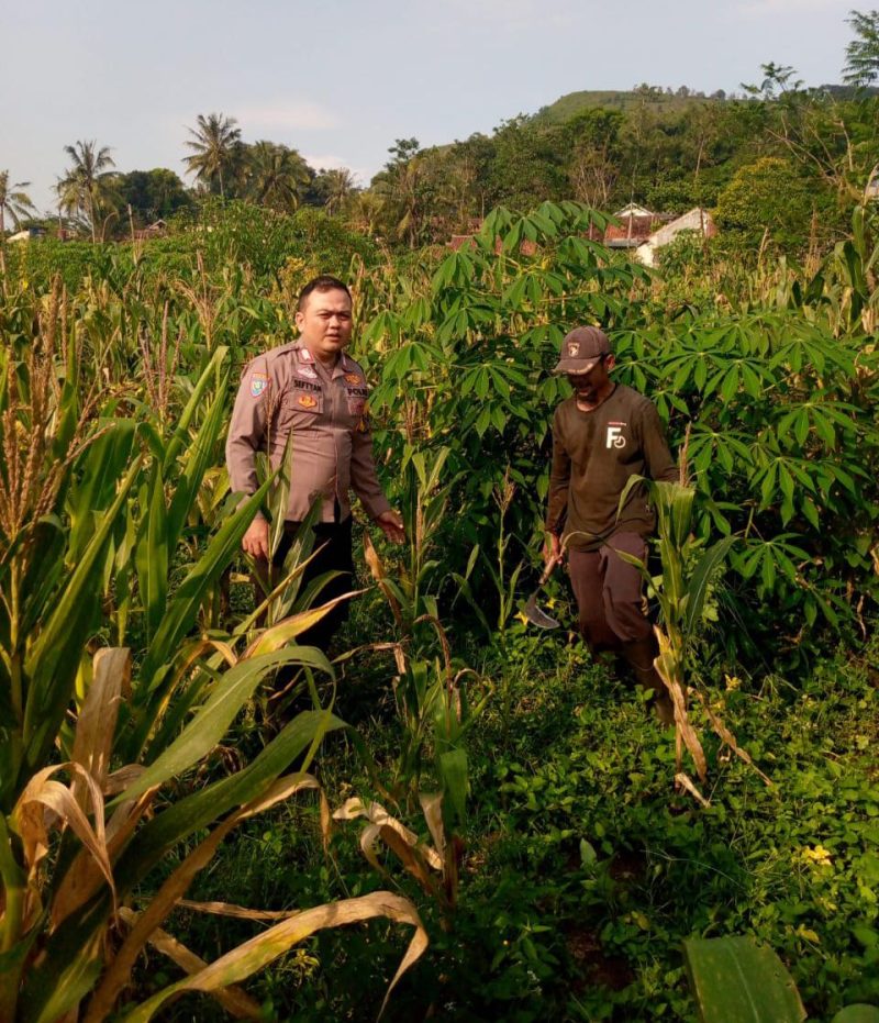 Polres Garut monitoring ketahanan pangan di Desa Girijaya
