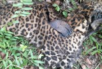 Bangkai macan tutul di Desa Cokondang Cisompet