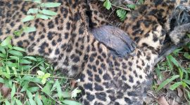 Bangkai macan tutul di Desa Cokondang Cisompet