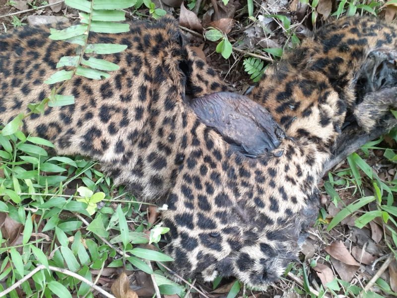 Bangkai macan tutul di Desa Cokondang Cisompet