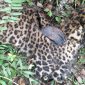 Bangkai macan tutul di Desa Cokondang Cisompet