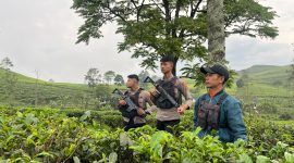 Patroli Presisi perkebunan teh PTPN