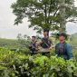 Patroli Presisi perkebunan teh PTPN