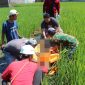Seorang pria ditemukan meninggal dunia di pematang sawah wilayah Kampung Maleer RT 02 RW 14, Desa Sukasenang, Kecamatan Banyuresmi, Kabupaten Garut, Senin (21/7), sekitar pukul 11.00 WIB.