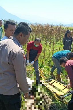 Cari Sisa Padi Usai Panen, Lansia 88 Tahun Ditemukan Meninggal di Kebun Jagung Leles